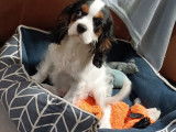 2 chiots femelles Cavaliers King Charles LOF disponibles à la vente