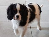 2 chiots femelles Cavaliers King Charles LOF disponibles à la vente
