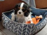 2 chiots femelles Cavaliers King Charles LOF disponibles à la vente