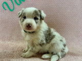 À réserver : des chiots Border Collies non LOF