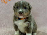 À réserver : des chiots Border Collies non LOF