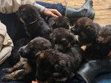 9 chiots Bergers Allemands LOF à réserver