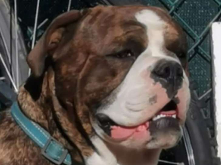 Une chienne Bulldog Continental LOF à vendre