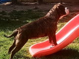Une chienne Bulldog Continental LOF à vendre