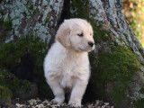 9 chiots Golden Retrievers LOF à réserver