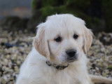 9 chiots Golden Retrievers LOF à réserver