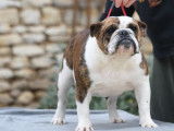 À vendre : chienne Bulldog Anglais LOF