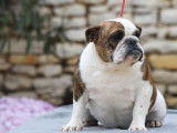 À vendre : chienne Bulldog Anglais LOF