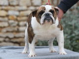 À vendre : chienne Bulldog Anglais LOF