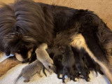 10 chiots Dogues du Tibet LOF à réserver