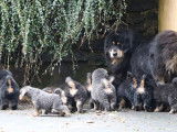 10 chiots Dogues du Tibet LOF à réserver
