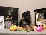 À réserver : 7 chiots Bergers Allemands LOF