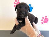 7 chiots mâles Cane Corso LOF à réserver