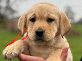 À réserver : chiots Labradors LOF