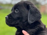 À réserver : chiots Labradors LOF