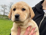 À réserver : chiots Labradors LOF
