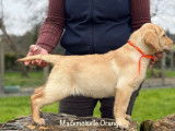 À réserver : chiots Labradors LOF