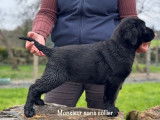À réserver : chiots Labradors LOF