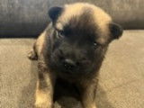 Chiots Eurasier à vendre