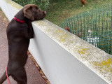 Mâle Labrador chocolat LOF disponible pour saillie