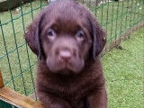 Mâle Labrador chocolat LOF disponible pour saillie