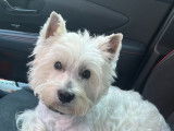 Mâle Westie LOF disponible pour saillie