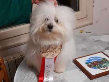 Mâle Coton de Tuléar disponible pour saillie