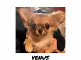 Chiots de race Chihuahua à vendre (3 femelles)