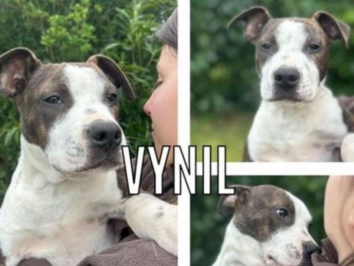 Chiot mâle gris et blanc en attente d’une famille