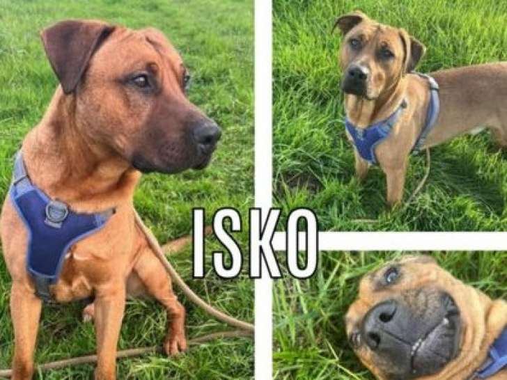 Chien fauve charbonné à la recherche d'un foyer