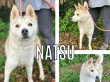 Adoption disponible : chien Husky de Sibérie beige