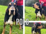 À adopter : chien tricolore