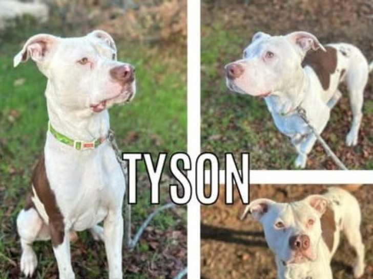 Disponible à l'adoption : chien marron et blanc