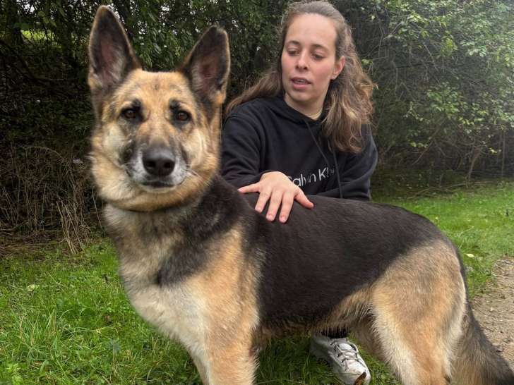 Prête pour l’adoption : chienne Berger Allemand de 3 ans