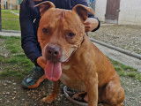 En attente d'un foyer : chien Staffordshire Bull Terrier fauve