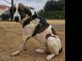 À adopter, chienne Mâtin Espagnol de 2 ans