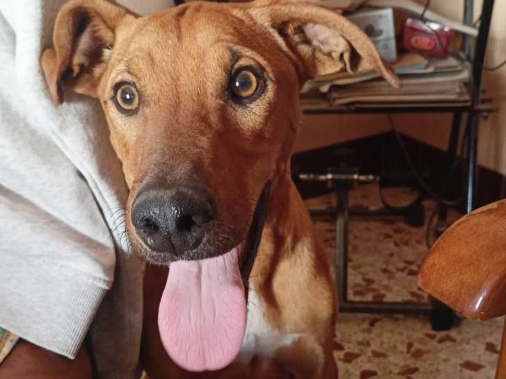 Disponible à l'adoption, chien d’un an