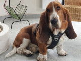 Prêt pour l'adoption, chien Basset Hound