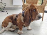 Prêt pour l'adoption, chien Basset Hound
