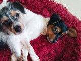 Adoption disponible : chiot mâle tricolore
