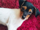 Adoption disponible : chiot mâle tricolore