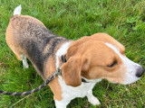 Chienne Beagle en attente d'une famille