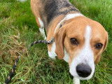 Chienne Beagle en attente d'une famille