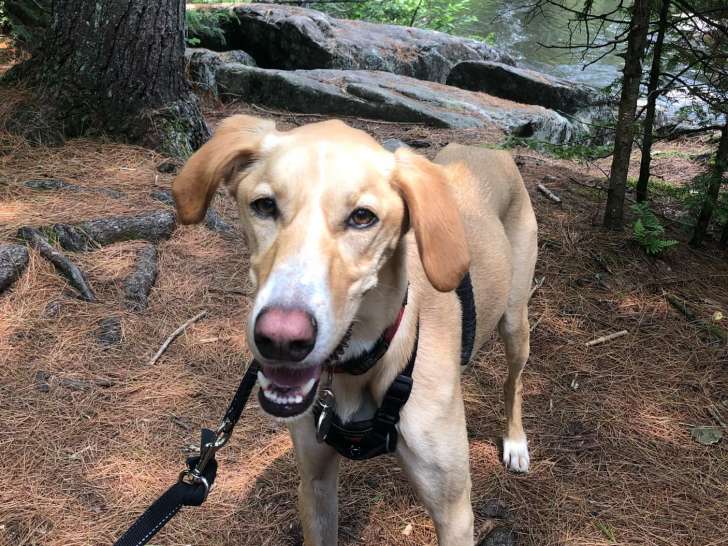 Chienne croisée Husky et Golden Retriever à donner
