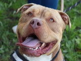 À adopter : chien American Bully fauve