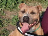 Disponible à l'adoption : chien American Staffordshire Terrier de 2 ans