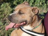 Disponible à l'adoption : chien American Staffordshire Terrier de 2 ans