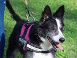 En attente d'adoption : chien Border Collie adulte