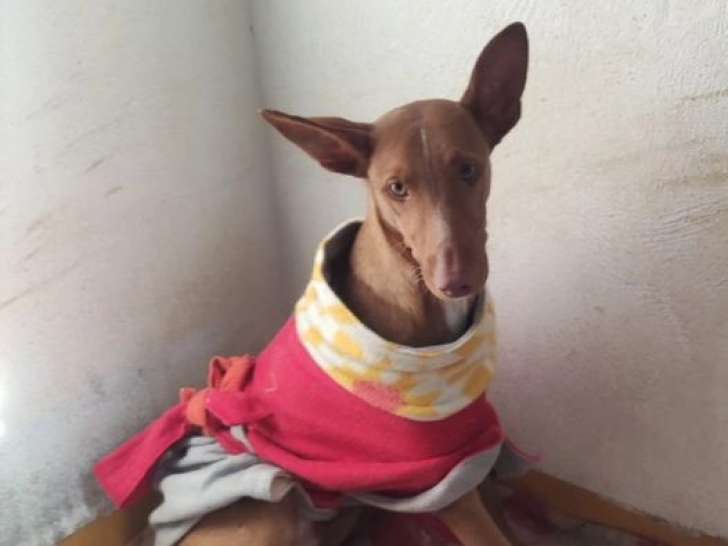 À la recherche d'un foyer : chien d'un an