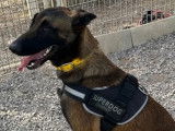 À adopter, chien Berger Malinois d'un an